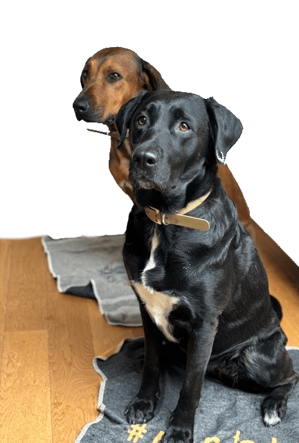Hunde